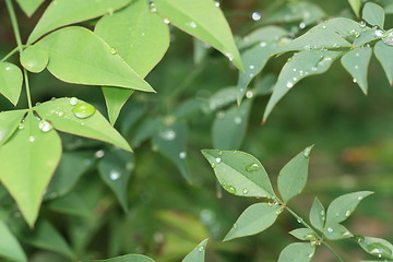 Image showing Rain drops on leaves