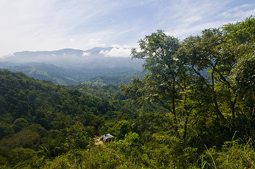 Image showing Jungle 