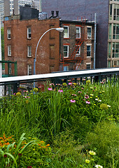 Image showing High line park in New York