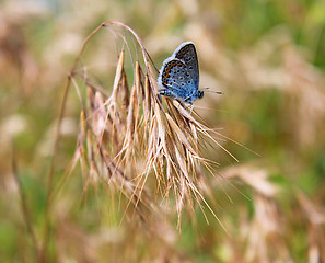 Image showing butterfly