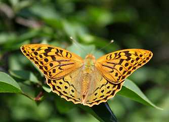 Image showing butterfly (Silver-washed Fritillary)