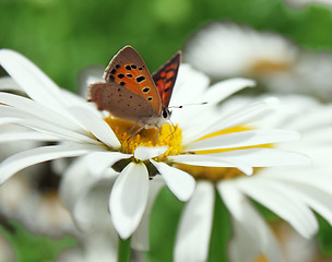 Image showing butterfly on camomile