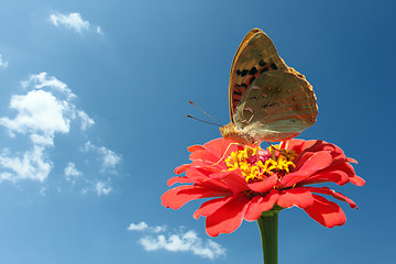 Image showing butterfly on flower