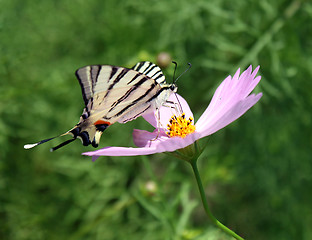 Image showing butterfly on flower