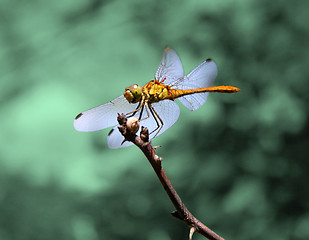 Image showing drafonfly