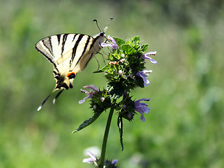 Image showing butterfly