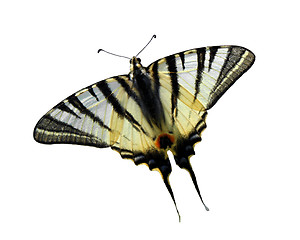 Image showing butterfly (Scarce Swallowtail)
