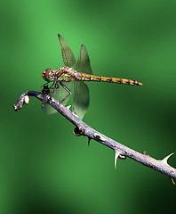 Image showing dragonfly on a branch