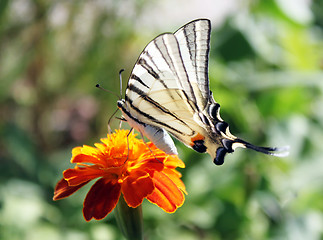 Image showing butterfly on flower