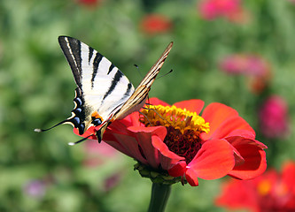 Image showing butterfly on flower