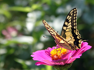 Image showing butterfly (Papilio Machaon)