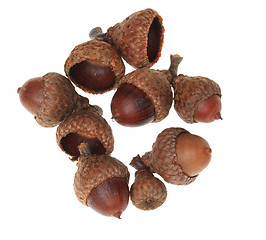 Image showing Acorns