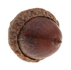 Image showing Oak nut