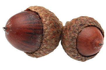 Image showing Twin acorns