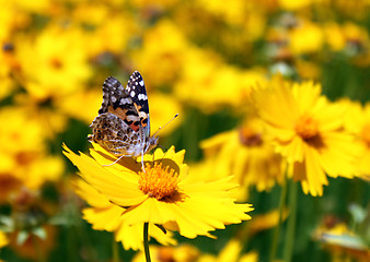 Image showing butterfly on flower