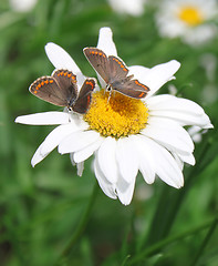 Image showing butterflies on camomile