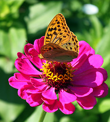 Image showing buterfly on zinnia