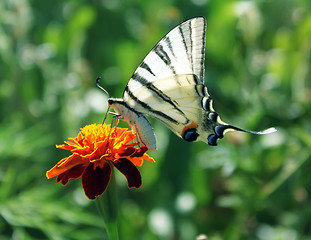 Image showing butterfly on marigold