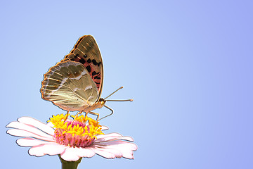 Image showing  butterfly on flower