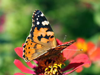 Image showing butterfly on flower