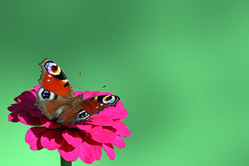 Image showing  butterfly on flower