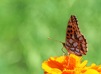 Image showing  butterfly on marigold