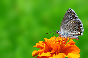 Image showing butterfly on marigold