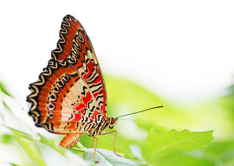 Image showing butterfly on green leaf