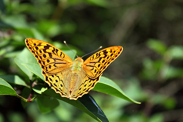 Image showing butterfly on leaf