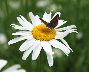 Image showing buterfly on camomile