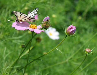 Image showing butterfly on flower