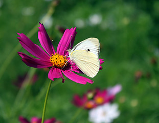 Image showing butterfly on flower