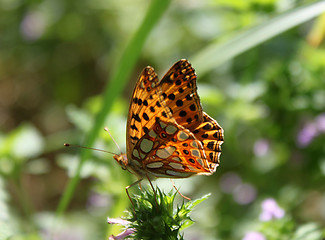 Image showing butterfly 