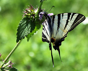 Image showing butterfly on wild flower