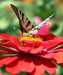 Image showing butterfly on flower