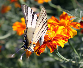 Image showing butterfly on marigold