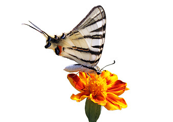 Image showing butterfly on flower