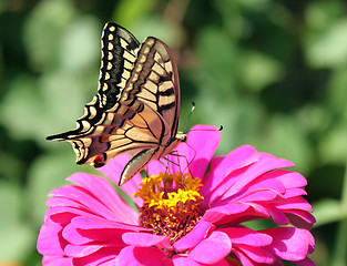 Image showing butterfly Papilio Machaon