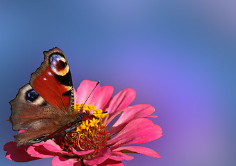 Image showing butterfly on flower