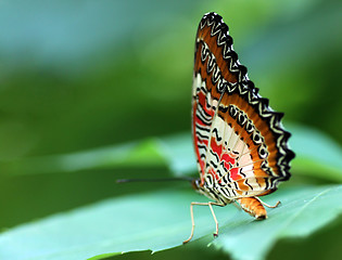 Image showing butterfly (Red Lacewing)