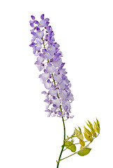 Image showing Wisteria flowers