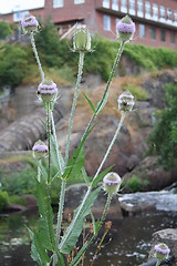 Image showing Flowers in front of the river