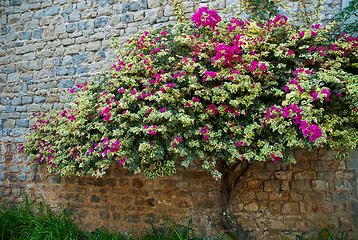 Image showing Bougainvillea