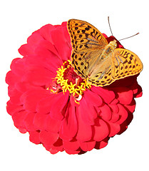 Image showing butterfly on flower