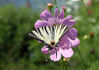 Image showing butterfly (Scarce Swallowtail)