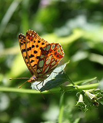 Image showing brown butterfly 