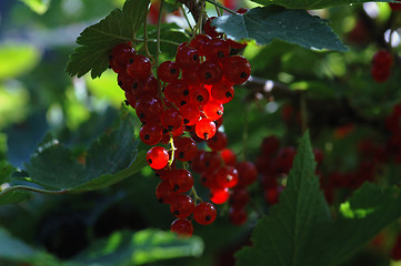 Image showing Berries