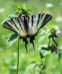 Image showing butterfly (Scarce Swallowtail)