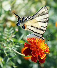 Image showing butterfly on marigold