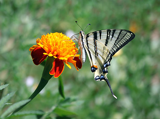 Image showing butterfly on flower